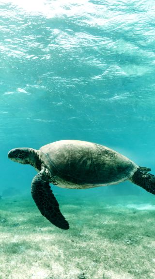 Turtle swimming in the clear blue waters off Lagoon Beach, Lord Howe Island. Image Credit: Zach Sanders